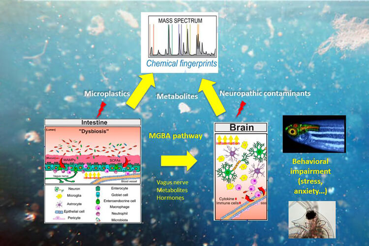 Análisis de compuestos neurotóxicos en el agua. Proyecto COGNIRISK
