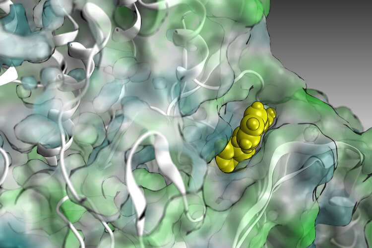 Mecanisme d'interacció predit d'EB1 front a la proteïna diana MNK1.